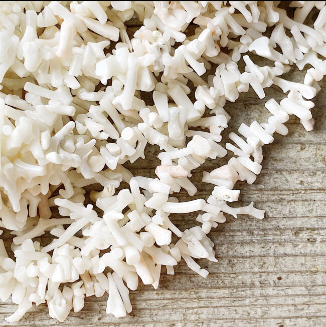 ホワイトコーラル　珊瑚